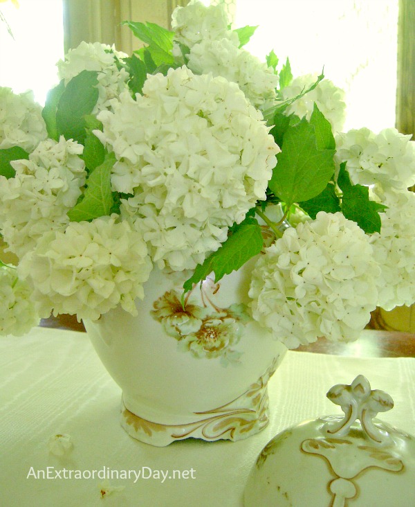 Snowball Viburnum :: Easy Flower Arranging Tips :: AnExtraordinaryDay.net