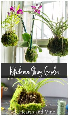 Make these lovely Kokedama moss ball to create a stunning string garden or display your kokedama on a table top for a beautiful indoor garden display. #kokedama #stringgarden #indoorgarden #homedecor