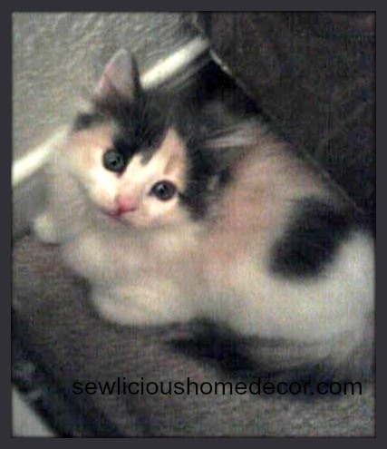 baby ivy