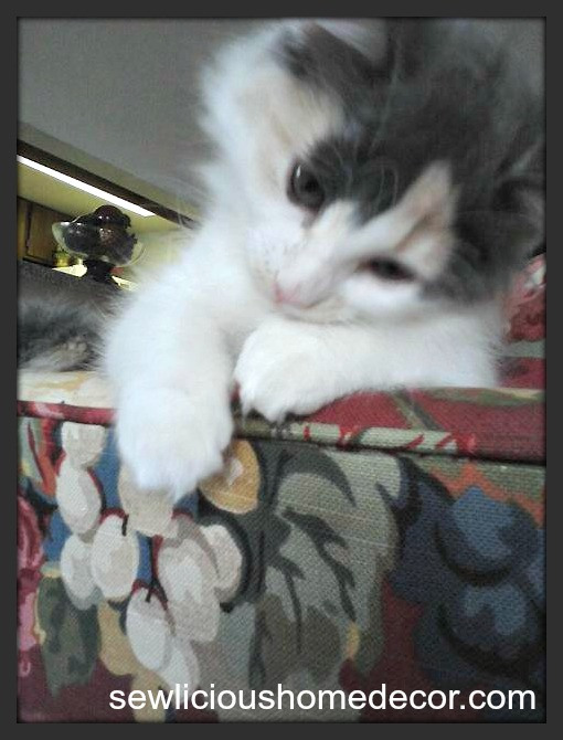 babyivycalico
