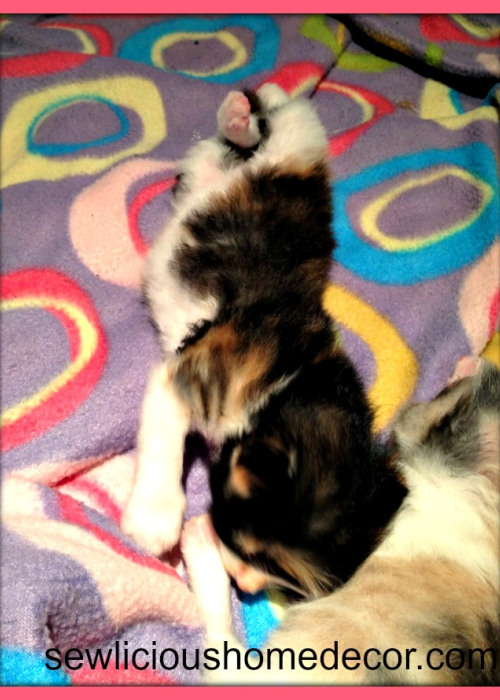 babytwinkie
