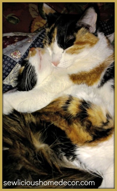 calico ellie