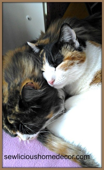 calico kitty