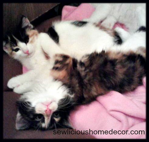 calico twinkie