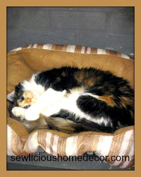 twinkie calico