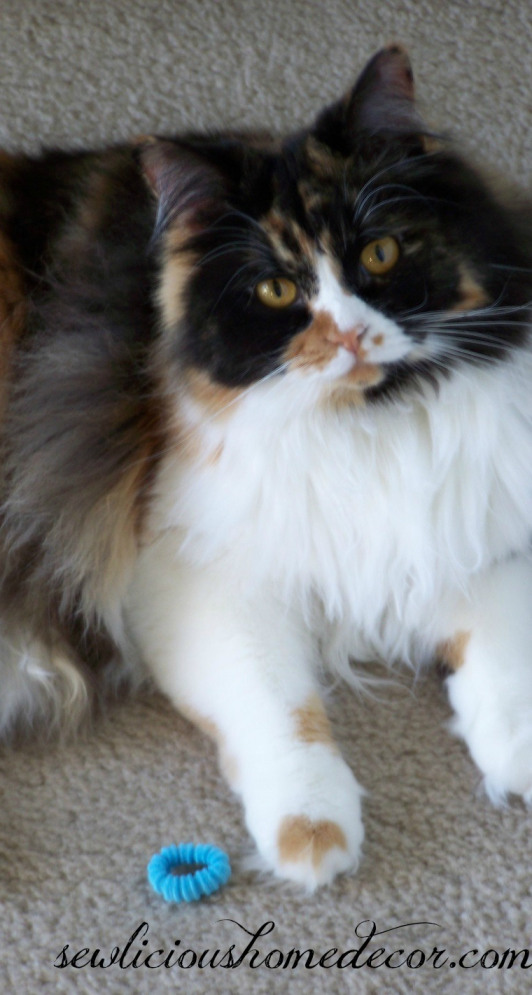 callie