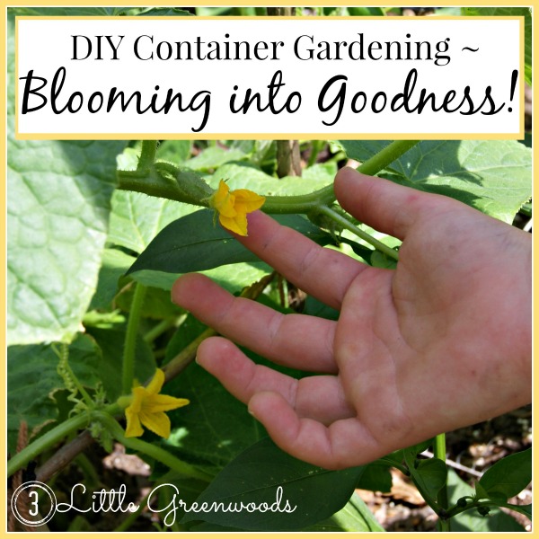 DIY Container Gardening ~ Blooming into Goodness by 3 Little Greenwoods